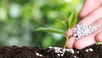 SECI Issues Landmark Green Ammonia Tender